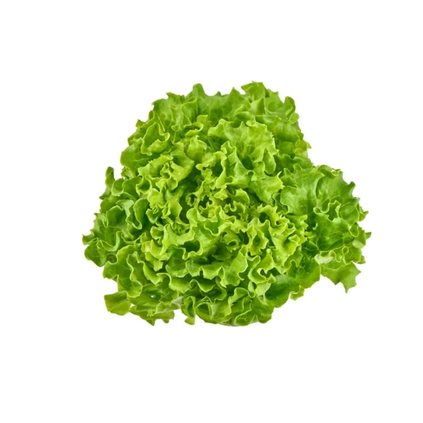 LETTUCE LOLLO BIONDA