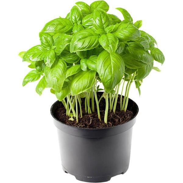 Fresh Basil Pot Dubai | Live Basil Plant Supplier