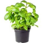 Fresh Basil Pot Dubai | Live Basil Plant Supplier - Image 2