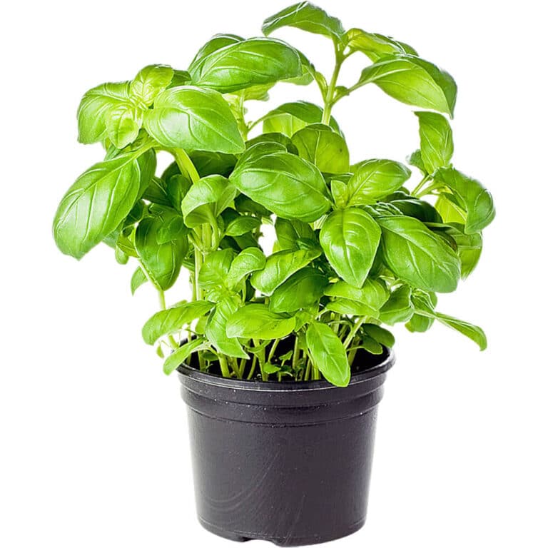 Home Vegetables 84 basil pot freshleaf dubai uae img02