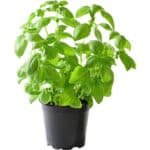 Fresh Basil Pot Dubai | Live Basil Plant Supplier - Image 3