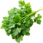 CHERVIL LOOSE