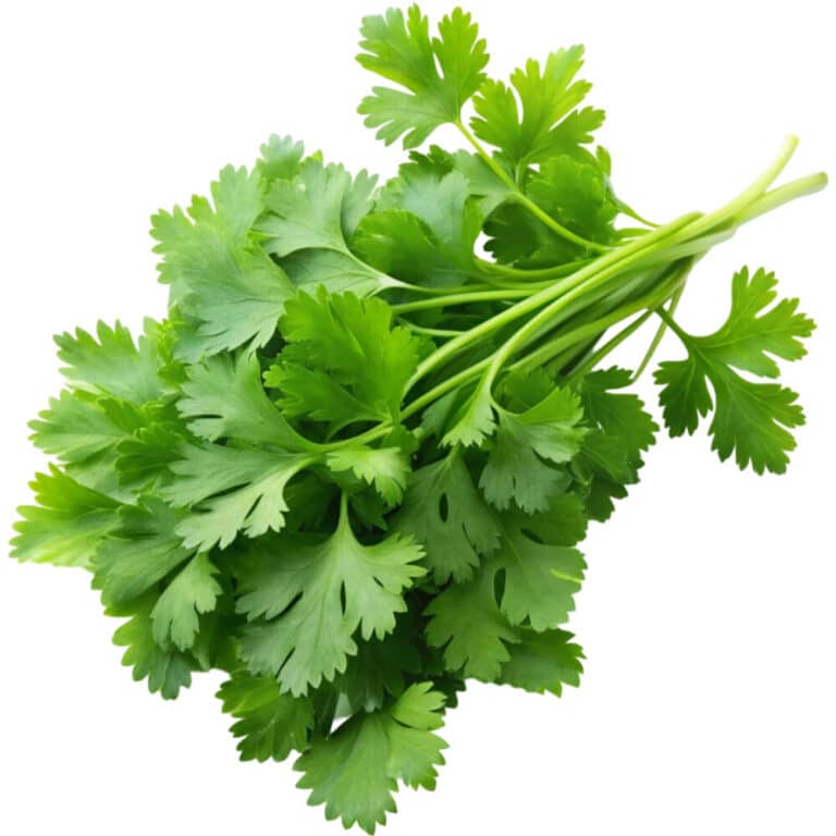 chervil freshleaf dubai uae img01