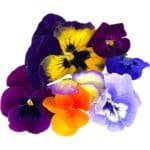 Edible Flowers - Image 2