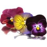Edible Flowers - Image 3