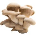 MUSHROOM OYSTER