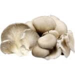 MUSHROOM OYSTER - Image 3