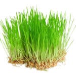 WHEATGRASS