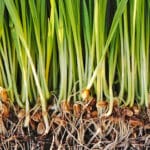 WHEATGRASS - Image 2