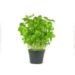 Basil Herbs in Pot Dubai | Fresh Potted Culinary Basil Supplier