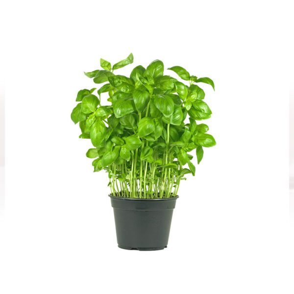 Basil Herbs in Pot Dubai | Fresh Potted Culinary Basil Supplier