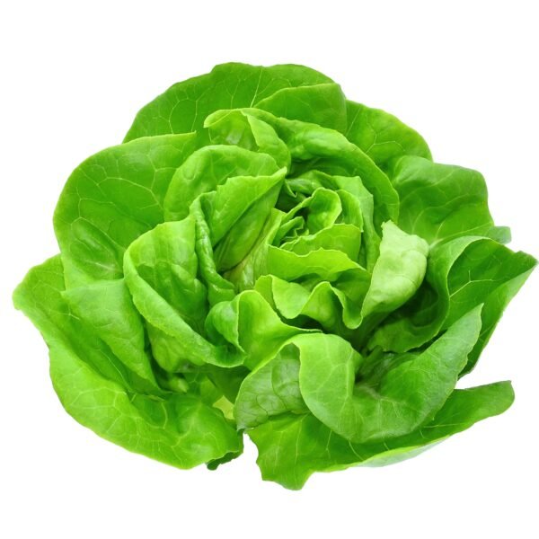 Fresh Bostan Lettuce | Premium Quality | Wholesale & Retail Supply – Dubai UAE