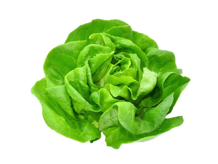 BostonLettucebestpriceindubai