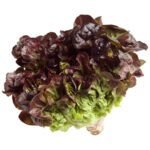 Lettuce Oakleaf Pack Dubai | Fresh  Oakleaf Lettuce Supplier