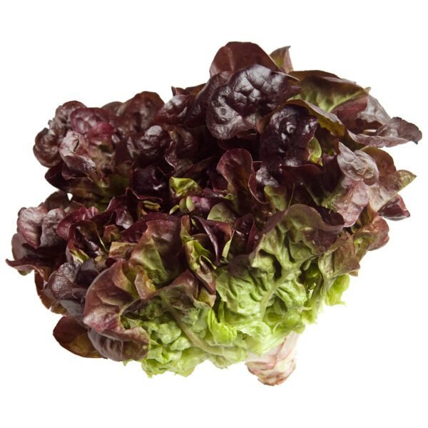 Lettuce Oakleaf Pack Dubai | Fresh  Oakleaf Lettuce Supplier