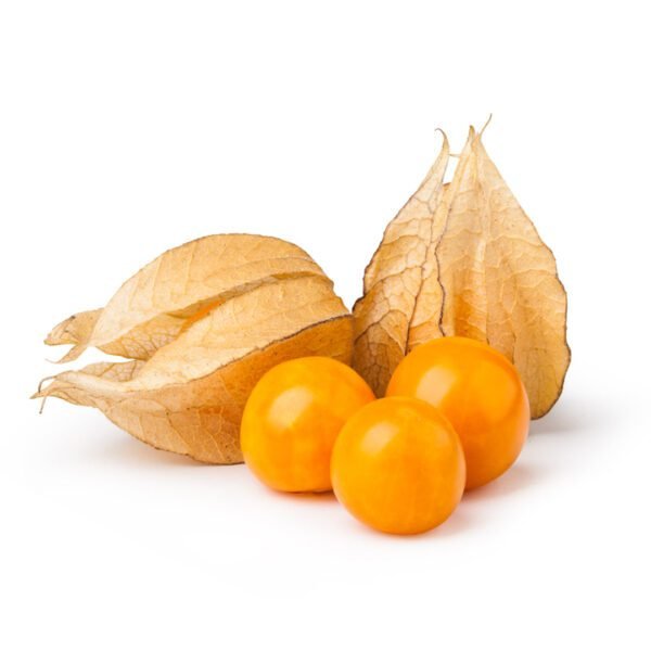 PHYSALIS PP