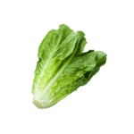 Lettuce Long Romaine Dubai | Fresh Premium Romaine Lettuce Supplier