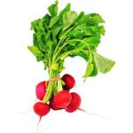 Herbs Red Radish Round Dubai - Image 2