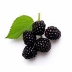 Berries Blackberry