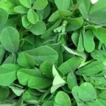 Herbs Methi Dubai | Fresh Premium Fenugreek Leaves Supplier - Image 2