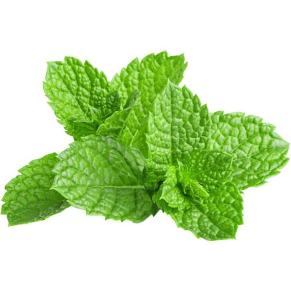 Fresh Mint Leaves Dubai |  Culinary Mint Supplier