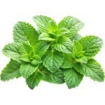 Fresh Mint Leaves Dubai |  Culinary Mint Supplier - Image 2