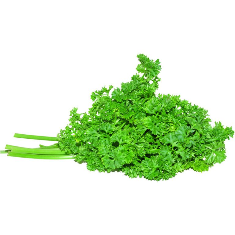 Home Vegetables 92 parsley english freshleaf dubai uae img02