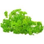 English Parsley Herbs Dubai | Fresh Flat Leaf Parsley Supplier - Image 3