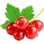 Red Currant Pack Dubai | Fresh Premium Red Currants Supplier