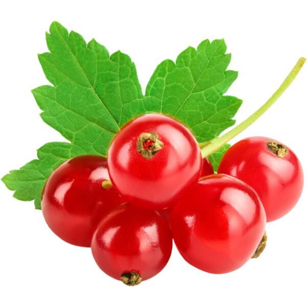 Red Currant Pack Dubai | Fresh Premium Red Currants Supplier