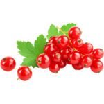 Red Currant Pack Dubai | Fresh Premium Red Currants Supplier - Image 2