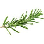 Fresh Rosemary Herbs Dubai | Premium Culinary Rosemary Supplier