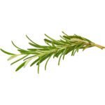 Fresh Rosemary Herbs Dubai | Premium Culinary Rosemary Supplier - Image 2