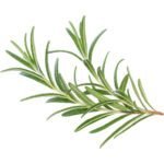 Fresh Rosemary Herbs Dubai | Premium Culinary Rosemary Supplier - Image 3