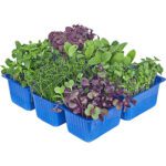 SAKURA MIX - Image 2