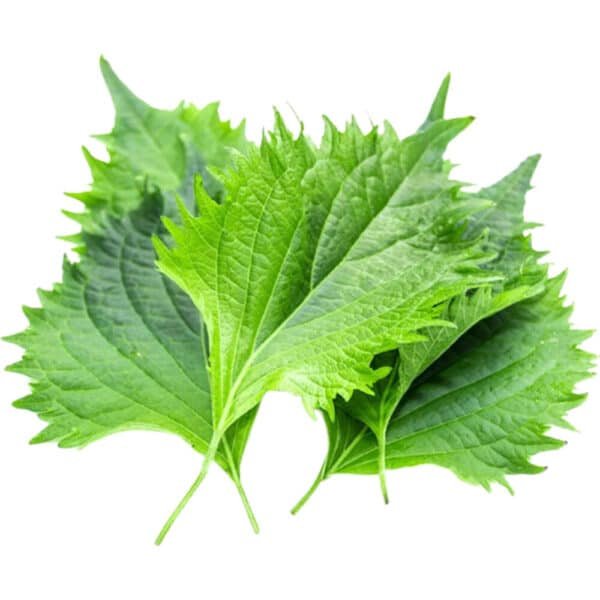 Shiso Leaves Green