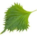 Shiso Leaves Green - Image 2