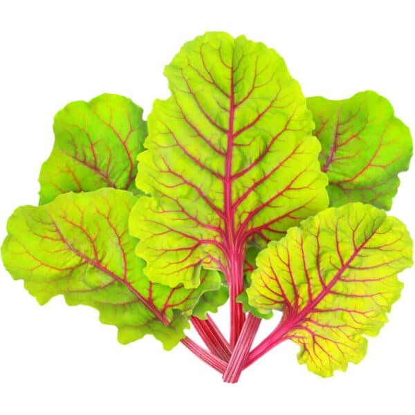 Red Chard – Swiss Chard
