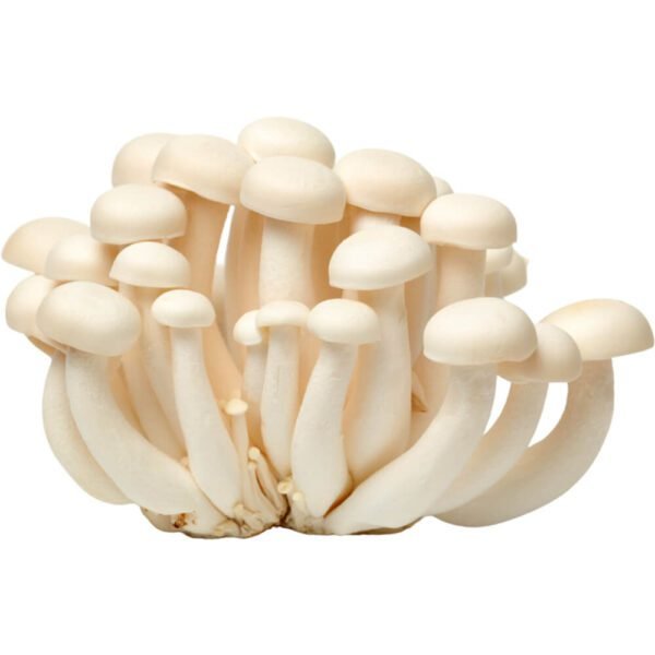Shimeji White Mushroom Dubai | Fresh Premium Shimeji Mushrooms Supplier