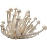 Shimeji White Mushroom Dubai | Fresh Premium Shimeji Mushrooms Supplier - Image 2