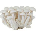 Shimeji White Mushroom Dubai | Fresh Premium Shimeji Mushrooms Supplier - Image 3