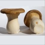 Mushroom King Oyester/ Eyringi