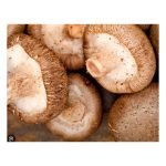 Shiitake Mushroom - Image 3