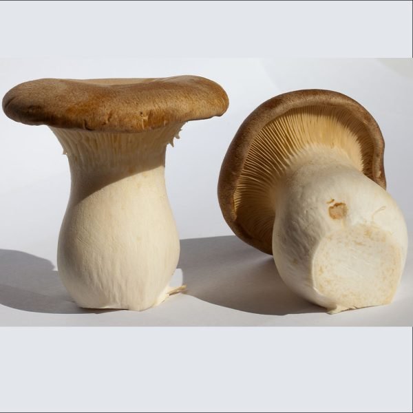 Mushroom King Oyester/ Eyringi