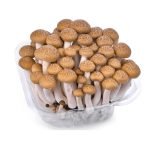 MUSHROOM SHEMIJI BROWN