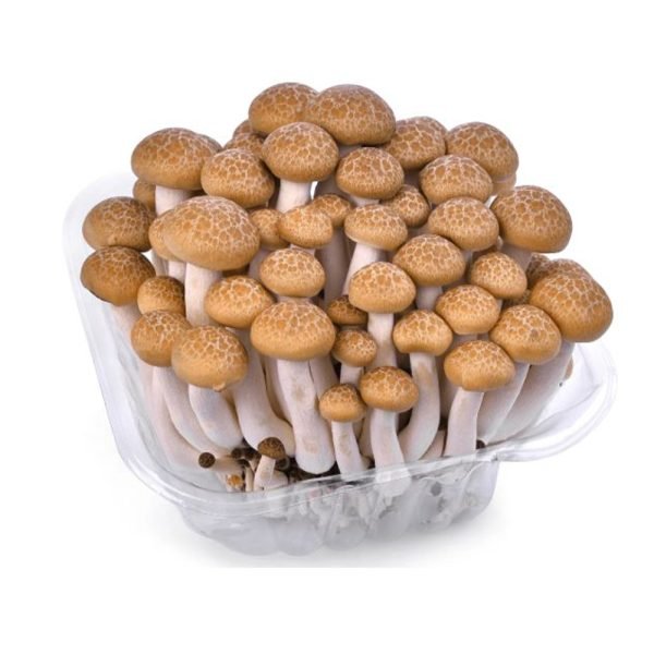 MUSHROOM SHEMIJI BROWN