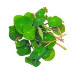 Micro Zori Nasturtium