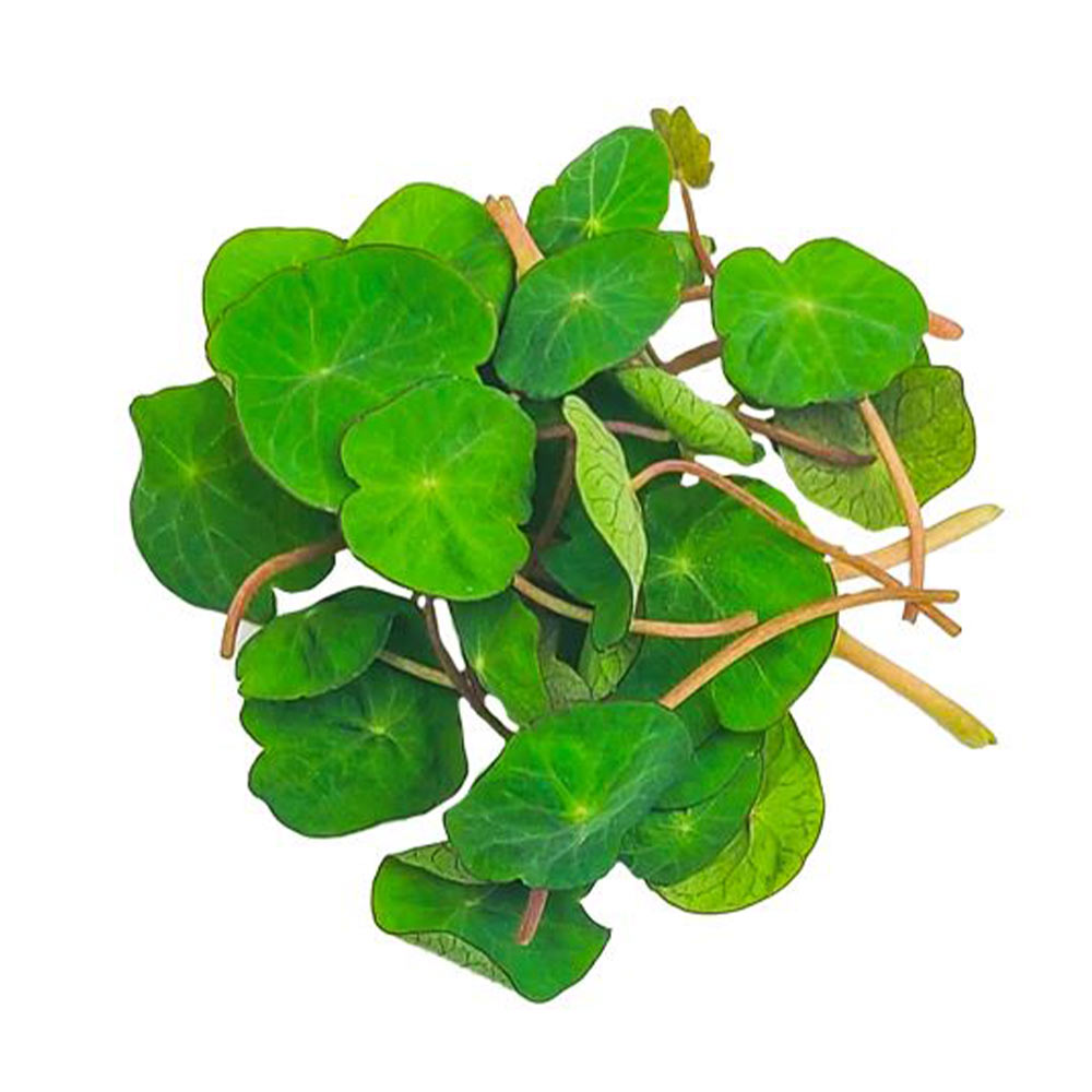 Untitled-2 Micro Zori Nasturtium - Image 1