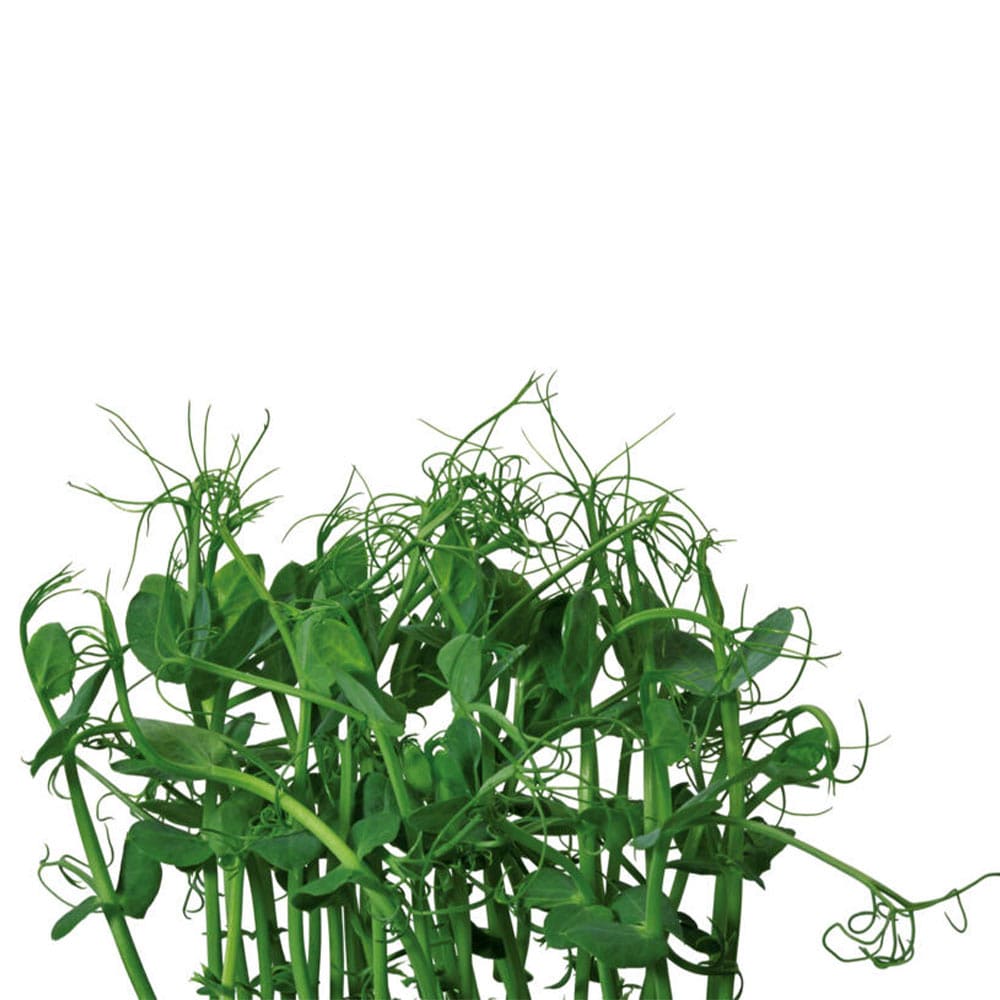 afila Micro Afila Cress - Image 1