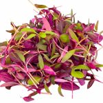 Fresh Amaranth Cress
